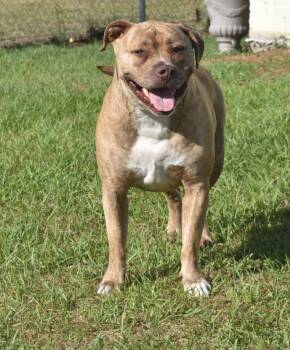 Rescue Mixed Breed Dogs for Adoption in Kingsland, Georgia - Tyson | PetCurious