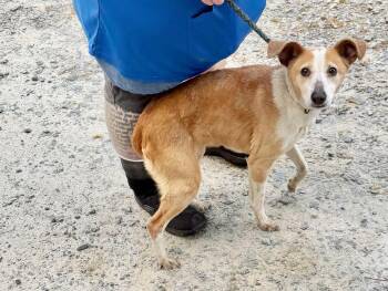 Mixed Breed Dogs Available for Adoption in Elizabethtown, North Carolina - Can | PetCurious