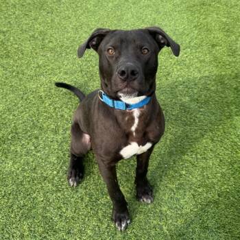 Mixed Breed Dogs Available for Adoption - Brownie | PetCurious