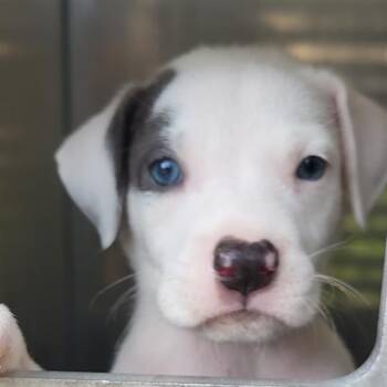 Terrier Dogs Available for Adoption in San Antonio, Texas - NEMO | PetCurious