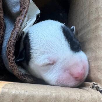 Mixed Breed Dogs Available for Adoption in Lake Panasoffkee, Florida - SCFL-Stray-66052 | PetCurious