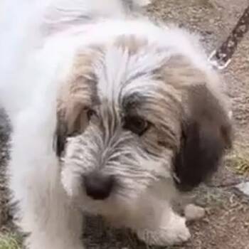 Maltipoo Dogs Available for Adoption in Toronto, Ontario - Aris | PetCurious