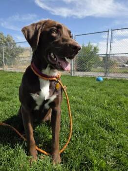 Maddie 46073 -  Labrador Retriever Dog for Adoption in Pocatello, Idaho - Maddie 46073 | PetCurious