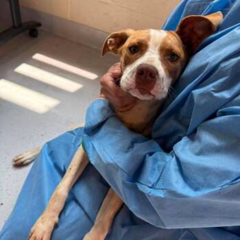 Machine Stray Hold 7/12 -  Mixed Breed Dog for Adoption in Huntington, West Virginia - Machine Stray Hold 7/12 | PetCurious