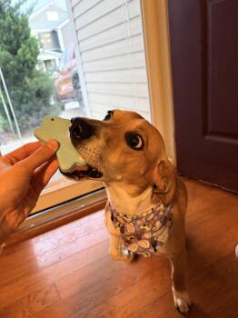 Terrier Dogs Available for Adoption in Lexington, Kentucky - Jackson JRT  | PetCurious