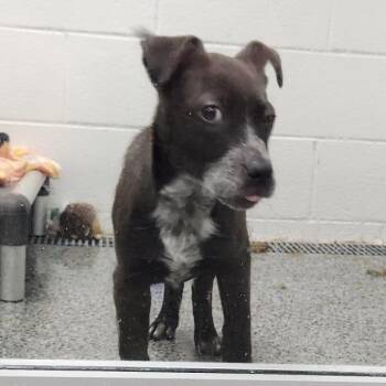 Mixed Breed Dogs Available for Adoption in Walker, Michigan - Kennedy | PetCurious