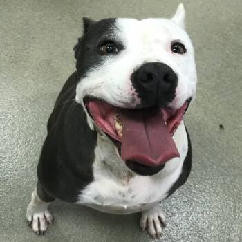 Willow -  Pit Bull Terrier and Mixed Breed Dog for Adoption in Lynchburg, Virginia - Willow | PetCurious