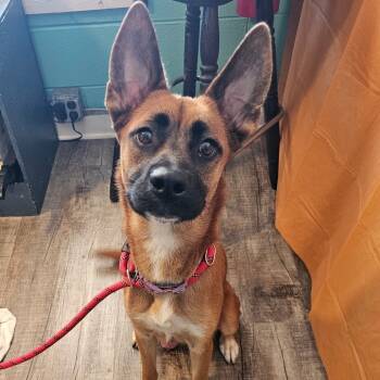 Rescue German Shepherd Dog Dogs for Adoption in Jefferson City, Tennessee - Jada | PetCurious