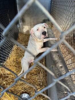 Terrier Dogs Available for Adoption - Tugg Speedman | PetCurious