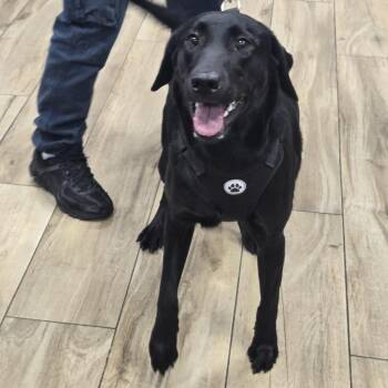 Black Labrador Retriever Dogs Available for Adoption - Lusy | PetCurious