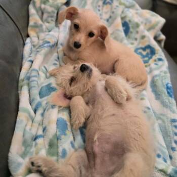 840 (2026) Jaci -  Miniature Poodle and Chihuahua Dog for Adoption in Parker, Colorado - 840 (2026) Jaci | PetCurious