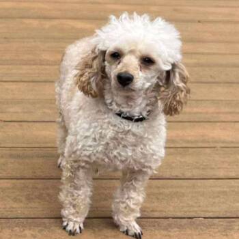 Rescue Poodle Dogs for Adoption in Sinking Spring, Pennsylvania - Arizona | PetCurious