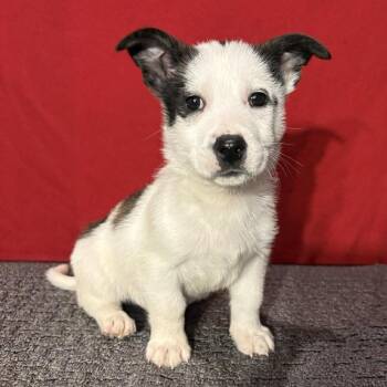 Mixed Breed Dogs Available for Adoption - Bacon | PetCurious