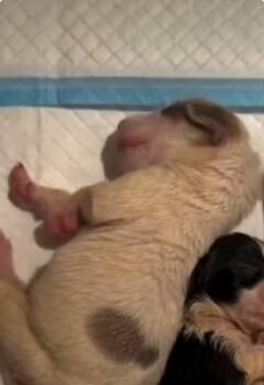 Border Collie and Terrier Dogs Available for Adoption - Ray | PetCurious