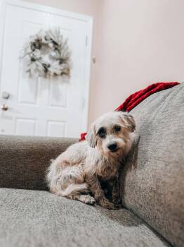 Havanese and Dachshund Dogs Available for Adoption - Wanda | PetCurious