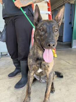 DEXTER -  Dutch Shepherd Dog for Adoption in San Bernardino, California - DEXTER | PetCurious