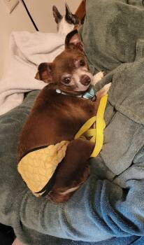 Chihuahua Dogs Available for Adoption in New London, Wisconsin - Gill | PetCurious