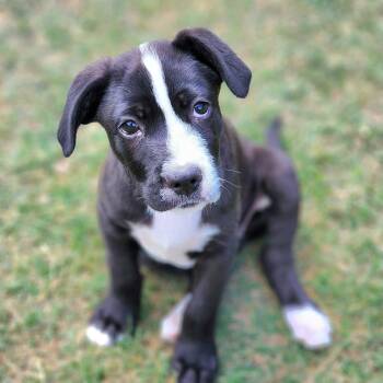 Border Collie and Black Labrador Retriever Dogs Available for Adoption in Austin, Texas - Panda | PetCurious