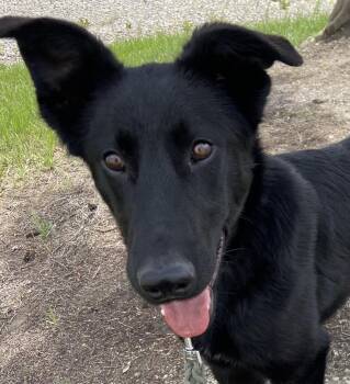 Ollie -  Shepherd Dog for Adoption in Claresholm, Alberta - Ollie | PetCurious