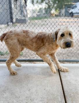 Thelma -  Poodle and Mixed Breed Dog for Adoption in Severance, Colorado - Thelma | PetCurious