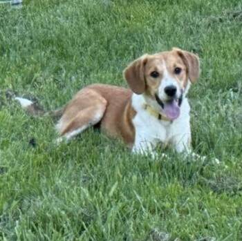 Milano -  Hound and Mixed Breed Dog for Adoption in Springfield, Missouri - Milano | PetCurious