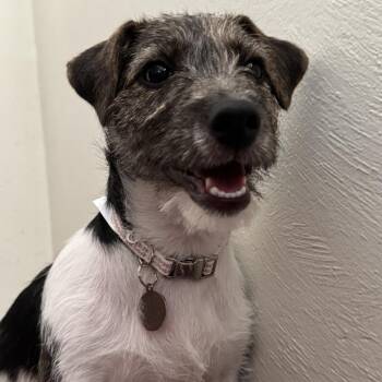 Fenway -  Jack Russell Terrier Dog for Adoption in Chesapeake, Virginia - Fenway | PetCurious