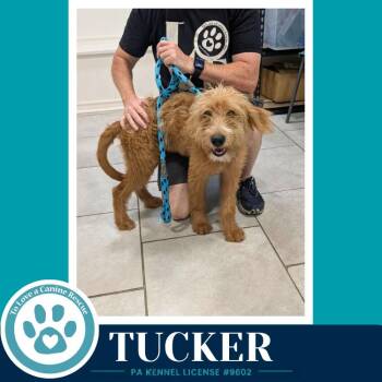 Tucker 080126 -  Terrier Dog for Adoption in Kimberton, Pennsylvania - Tucker 080126 | PetCurious