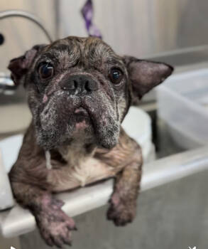 Rescue French Bulldog Dogs for Adoption in Ventura, California - Phoenix | PetCurious
