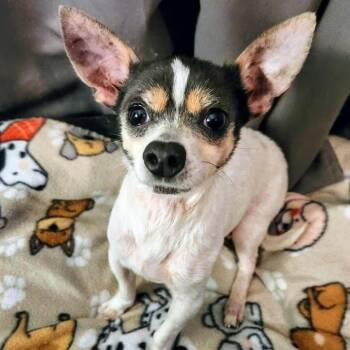 Rescue Chihuahua Dogs for Adoption in Lexington, Kentucky - Otis | PetCurious