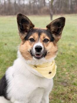 Mixed Breed Dogs Available for Adoption in Menomonie, Wisconsin - Eunice | PetCurious