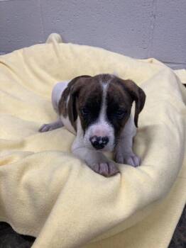 Gold -  Mixed Breed Dog for Adoption in Jackson, Tennessee - Gold | PetCurious