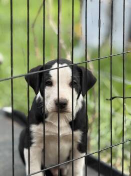 Rescue Mixed Breed Dogs for Adoption in Shell Lake, Wisconsin - Basil | PetCurious