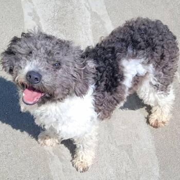 Miniature Poodle Dogs Available for Adoption in Meriden, Connecticut - Willa! Playful Doodle Pup! | PetCurious