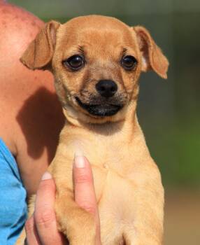 Chihuahua Dogs Available for Adoption in North Fort Myers, Florida - Squirrel | PetCurious