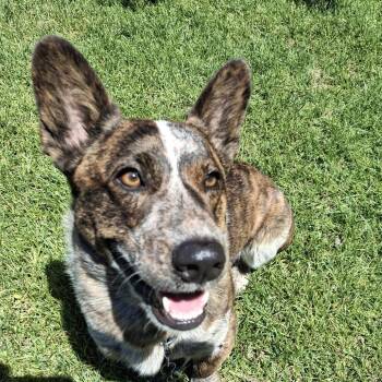 Arlo -  Cardigan Welsh Corgi and Cattle Dog Dog for Adoption in Murray, Utah - Arlo | PetCurious