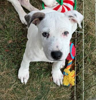 Rescue Hound and Terrier Dogs for Adoption in Wanaque, New Jersey - Odyssey | PetCurious