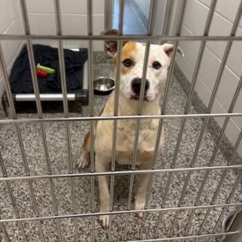 Bruiser -  Pit Bull Terrier Dog for Adoption in Morganton, North Carolina - Bruiser | PetCurious