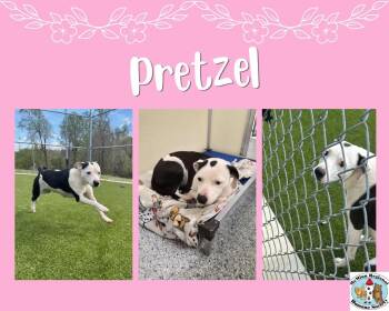 Terrier Dogs Available for Adoption in Athens, Tennessee - Pretzel | PetCurious