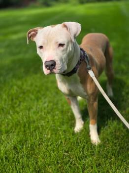 Pretty -  American Staffordshire Terrier Dog for Adoption in Orland Park, Illinois - Pretty | PetCurious
