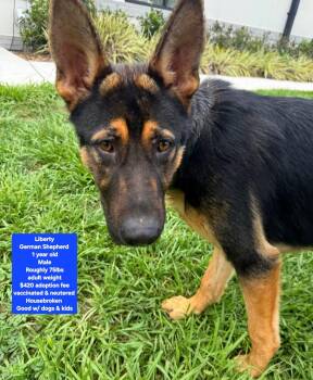 Liberty -  German Shepherd Dog Dog for Adoption in Oviedo, Florida - Liberty | PetCurious