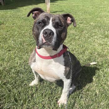 Apollo -  Pit Bull Terrier Dog for Adoption in Eatontown, New Jersey - Apollo | PetCurious