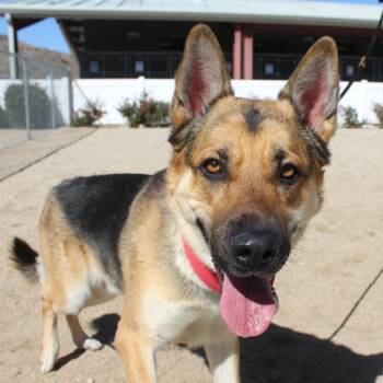 Levi -  German Shepherd Dog Dog for Adoption in Yucca Valley, California - Levi | PetCurious