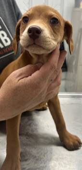Mixed Breed Dogs Available for Adoption in Hillsdale, Indiana - Petunia | PetCurious