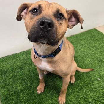 Pit Bull Terrier and Mixed Breed Dogs Available for Adoption in Columbia, Missouri - Gary Bruce | PetCurious
