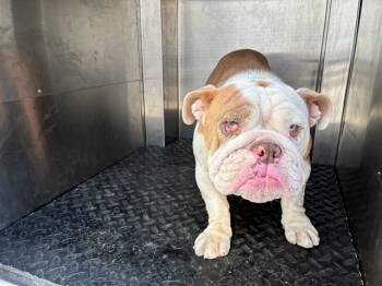 Rescue English Bulldog Dogs for Adoption in Rancho Cucamonga, California - A776194 | PetCurious