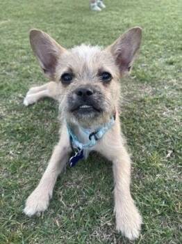 Terrier and Mixed Breed Dogs Available for Adoption - Prada | PetCurious