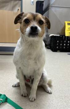 Parson Russell Terrier Dogs Available for Adoption - TINY TIMMY | PetCurious