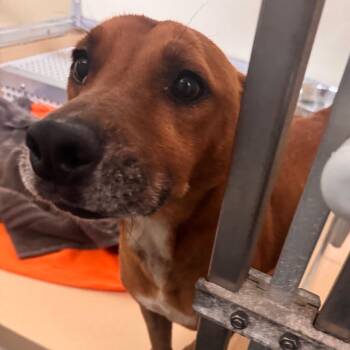 Shadow -  Miniature Dachshund and Mixed Breed Dog for Adoption in Starkville, Mississippi - Shadow | PetCurious