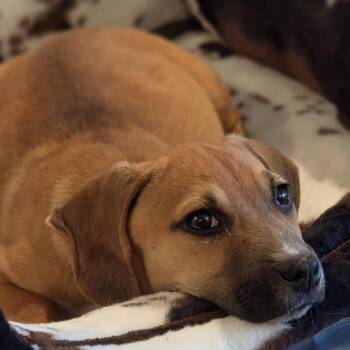 Beagle Dogs Available for Adoption in Helena, Alabama - Bonnie | PetCurious