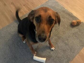 Alex -  Treeing Walker Coonhound Dog for Adoption in Partlow, Virginia - Alex | PetCurious